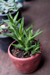 Photograph of a aloe planted in a vase