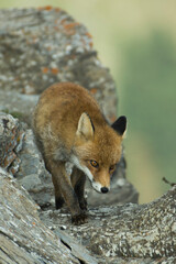 Wild little Red fox (Vulpes vulpes) looking for food on the edge of a cliff in the Italian Alps on a summer morning, August.