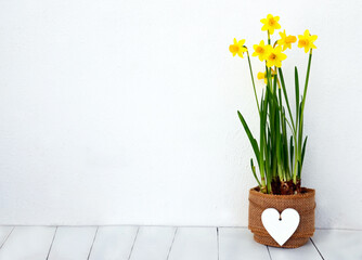 Yellow narcissus in a pot on a white stone background.Blooming daffodils.Home interior decoration, minimalist design or springtime holidays concept with space for text.Selective focus. 