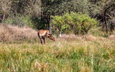 Naklejka na ściany i meble single male Tsessebe antelope scratching his ear