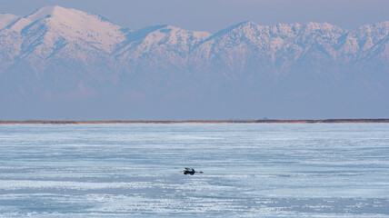 Great Blue Heron in flight above ice at Bear River Bird Refuge in Utah in  Winter below the Wasatch Range
