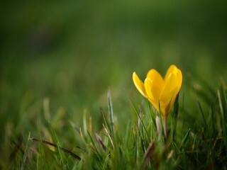 Wild Yellow Crocus Flower in Grass