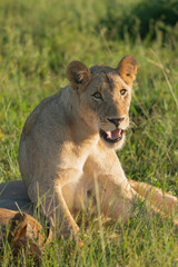 Portrait of african lion - Panthera leo, lioness. Photo from Kruger National Park in South Africa.