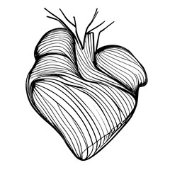 Sketch of heart muscle made of hand-drawn black lines on white background