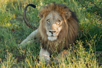 Portrait of lying lion - Panthera leo, male with green vegetation in background. Photo from Kruger National Park in South Africa.
