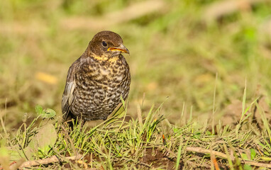 Ring Ouzel (Turdus torquatus) is a species of birds live in the area near the Black Sea and the province of Kayseri in Turkey.