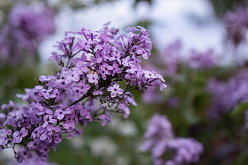 Syringa vulgaris or common lilac in the garden design.