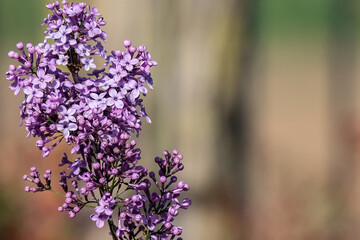 Syringa vulgaris or common lilac in the garden design.