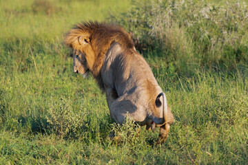 African lion - Panthera leo, male defecating in grass. Photo from Kruger National Park in South...
