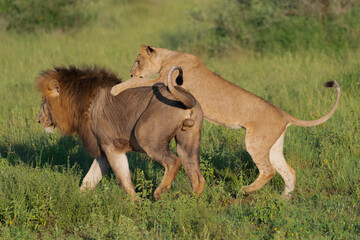 African lion and lioness - Panthera leo playing on grass. Photo from Kruger National Park in South Africa.