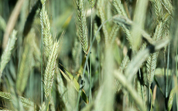 Green ears of rye ripening in the field. Cereal in close-up. Cereal plants growing in the field in close-up.