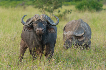 Obraz premium African buffalo - Syncerus caffer also called Cape buffalo in green grass. Photo from Kruger National Park in South Africa.