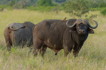 African buffalo - Syncerus caffer also called Cape buffalo in green grass. Photo from Kruger...