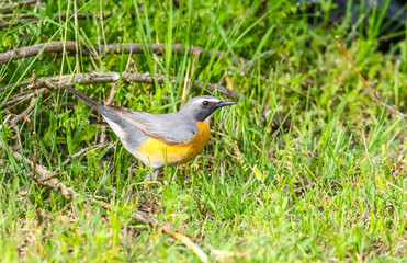White-throated Robin (Irania gutturalis) is a songbird, it lives in Asia, Africa and Europe. In summer it come to breed in Turkey.