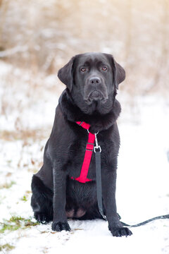 Black labrador retriever. Animal, pet. A dog in a red harness and with a black leash.