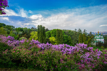 Fantastic panorama of lilac bloom in Kiev:  first days of May ,  green leaves on trees  in  Botanic garden named Grishko  in Kyiv