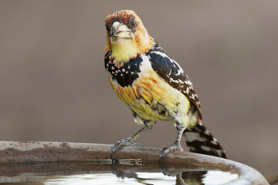 Crested barbet - Trachyphonus vaillantii drinking water with brown backgroud. Photo from Kruger National Park in South Afrcia.