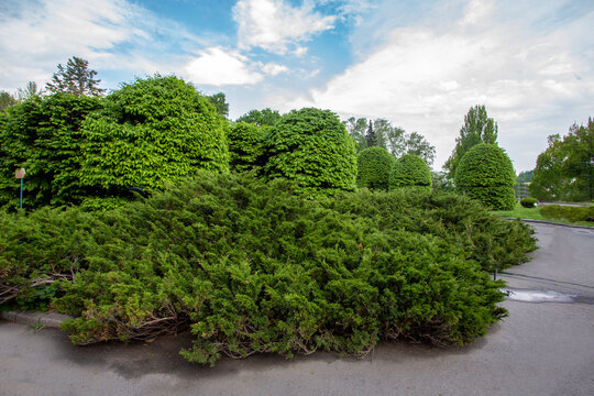 Amazing Cossack Juniper and  other trees and bushes in 1 May In Kiev Botanical Garden in Ukraine in Kyiv