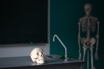 Anatomy class. Skull, skeleton. human anatomy