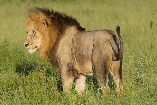 African lion - Panthera leo, male standing in grass. Photo from Kruger National Park in South Africa.