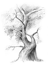 Lone tree graphite pencil drawing