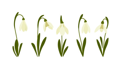 Vector illustration of snowdrop. Spring flowers.