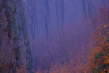 Obraz premium Mysterious misty forest at dusk. Autumn fogs in Bad Pyrmont in Germany.