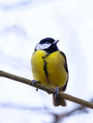 Little bird titmouse closeup on a twig.