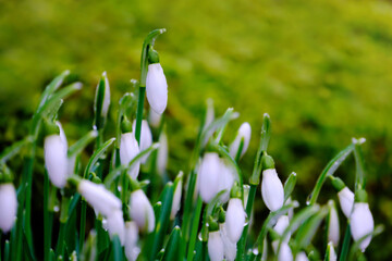 Closeup of flowers snowdrop on green background in the forest.