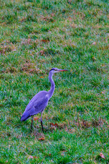 Fototapeta premium Grey Heron - Ardea cinerea, large common gray heron standing in front of agricultural field in Bad Pyrmont in Germany.