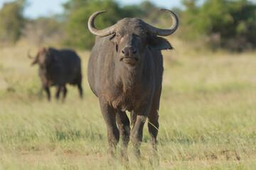 African buffalo - Syncerus caffer also called Cape buffalo on green grass. Photo from Kruger...