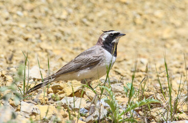 Horned Lark (Eremophila alpestris) live at high altitude mountain foothills. They generally live in high mountain open areas in Turkey.
