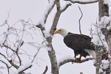Snowy bald eagle on branch