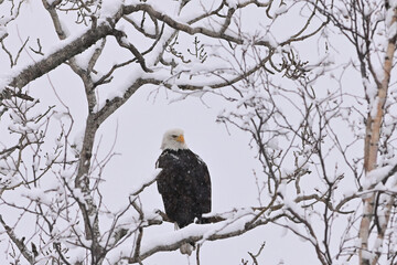Bald eagle on branch in the snow