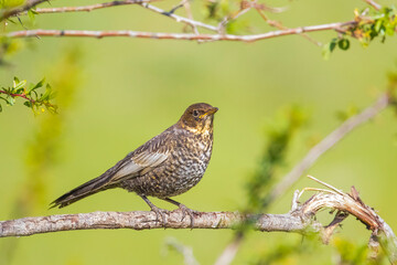 Ring Ouzel (Turdus torquatus) is a species of birds live in the area near the Black Sea and the province of Kayseri in Turkey.