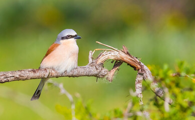 Red-backed Shrike (Lanius collurio) is a bird species that feed on insects.