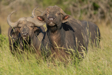 African buffalo - Syncerus caffer also called Cape buffalo with broken horn in green grass. Photo from Kruger National Park in South Africa.