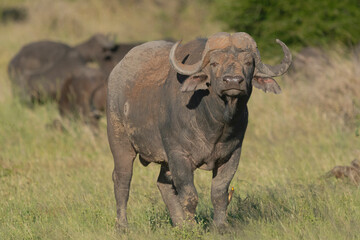 Obraz premium African buffalo - Syncerus caffer also called Cape buffalo in green grass with oxpecker on leg. Photo from Kruger National Park in South Africa.