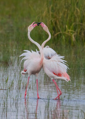 The Sultan reed is in triangle formed by Develi, Yahyalı and Yeşilhisar districts within the boundaries of Kayseri province. A Flamingo paradise reeds, is one of the most important wetlands of Turkey