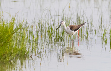 Black-winged Stilt (Himantopus himantopus) Avryp and Asia as well as in Turkey is an avian species are commonly seen in wetlands in Africa.