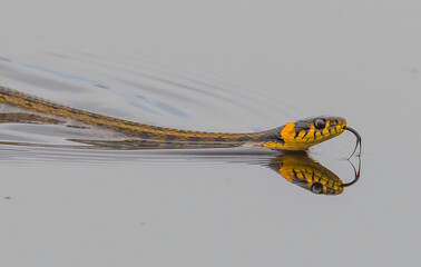 The water snake is located in the Sultan reeds.