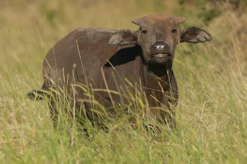 Crédence de cuisine en verre imprimé Parc national du Cap Le Grand, Australie occidentale African buffalo - Syncerus caffer  also called Cape buffalo, calf in green grass. Photo from Kruger National Park in South Africa.