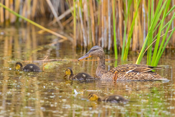 Common Pochard (Aythya ferina) is a species of duck lives in wetlands in Turkey and in many parts of the world. It reproduces in April and May and dilates its young with care.