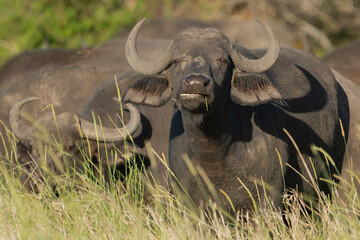 Obraz premium African buffalo - Syncerus caffer also called Cape buffalo in green grass. Photo from Kruger National Park in South Africa.