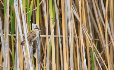 Sedge Warbler (Acrocephalus schoenobaenus) is a bird of the eucalyptus family. They grow in the middle of Europe, western and central Asia. They are immigrants.