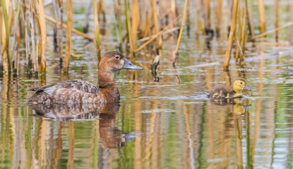 Common Pochard (Aythya ferina) is a species of duck lives in wetlands in Turkey and in many parts of the world. It reproduces in April and May and dilates its young with care.