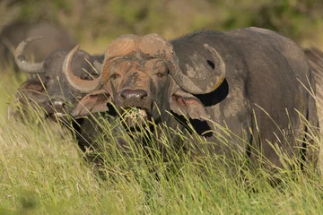Photo sur Plexiglas Parc national du Cap Le Grand, Australie occidentale Portrait of african buffalo - Syncerus caffer also called Cape buffalo eating green grass. Photo from Kruger National Park in South Africa.