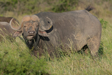 Obraz premium African buffalo - Syncerus caffer also called Cape buffalo in green grass. Photo from Kruger National Park in South Africa.