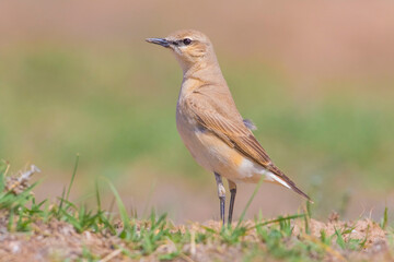 Isabelline Wheatear (Oenanthe isabellina) is a kind of bird that feeds on insects and sometimes makes its nests in the tunnels and sometimes in the stones.