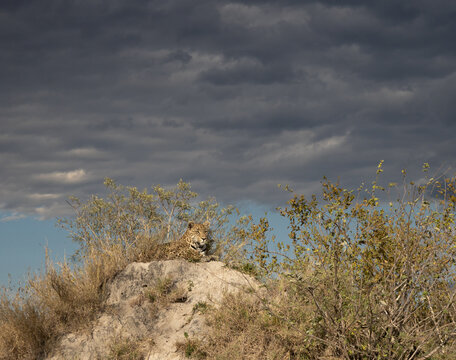 A leopard, Panthera pardus, lies ontop of a mound, cloudy skies